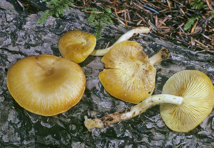 Tricholomopsis sulphureoides